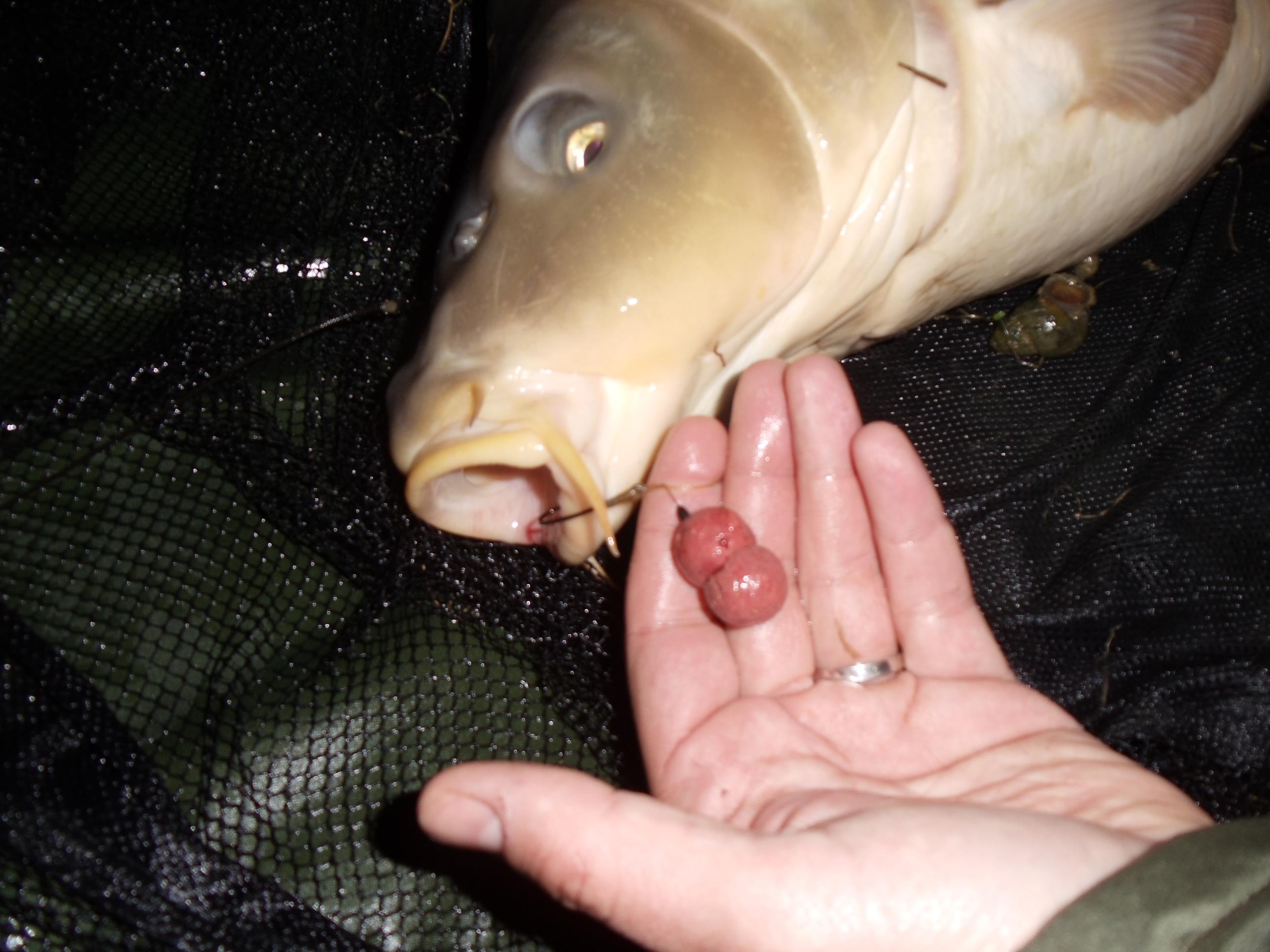 Cupa Primaverii Bunget 2011 - DSC01595.JPG